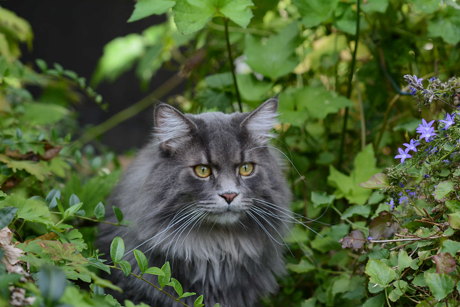 Greebo von auf und dazu