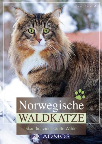 Norwegische Waldkatze - Skandinaviens sanfte Wilde